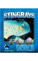 Stingrays