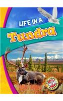 Life in a Tundra