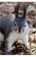 Frightened Squirrel Notebook