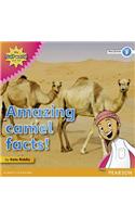 My Gulf World and Me Level 3 non-fiction reader: Amazing camel facts!