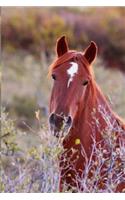 Kids Equine Journal