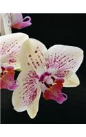Notebook: Orchid Orchids Phalaenopsis Garden Tropical Flowers 8.5 x 11 150 Ruled Pages