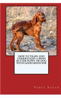How to Train and Raise a Irish Setter Puppy or Dog with Good Behavior