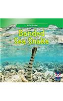 Banded Sea Snake