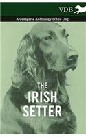 The Irish Setter - A Complete Anthology of the Dog