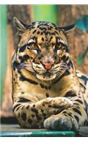 Clouded Leopard Portrait Journal: 150 page lined notebook/diary(English)