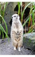 An Adorable Solitary Meerkat Standing at Attention Journal: 150 Page Lined Notebook/Diary