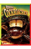 Hissing Cockroaches