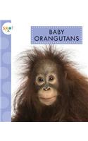 Baby Orangutans
