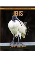 Ibis