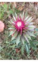 My Scotchthistle Notebook