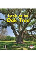 Look at an Oak Tree