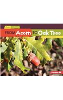 From Acorn to Oak Tree