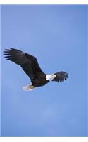 Bald Eagle Soaring in the Sky Journal: 150 Page Lined Notebook/Diary