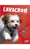 Cavachon