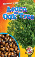 Acorn to Oak Tree: (Beginning To End)