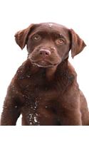 School Composition Book Chocolate Labrador Retriever Puppy Snowflakes 130 Pages: (Notebook, Diary, Blank Book)(Pet Photo Composition Notebooks)