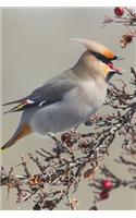 Bird Journal