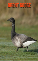 Brent Goose: Beautiful Pictures & Interesting Facts Children Book About Brent Goose