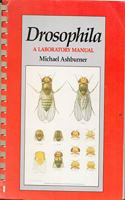 Drosophila