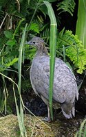 Solitary Tinamou Bird Journal