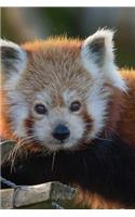 Mind Blowing Cute Attentive Red Panda 150 Page lined journal: 150 page lined journal