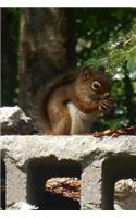 Squirrel Having a Snack in the Park Animal Journal