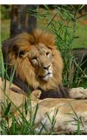 Male African Lion Basking in the Sun Animal Journal: 150 Page Lined Notebook/Diary