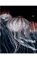 Jellyfish Notebook