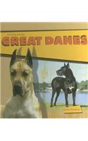 Great Danes
