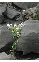 White Flowers Clinging to Volcanic Rocks Summer in Iceland Journal: 150 Page Lined Notebook/Diary