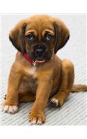 Notebook: Cute Puppy Soft Cover - College Ruled, 55 Sheets, 8.5" x 11", Premium White Paper(1 The Cute Pets)