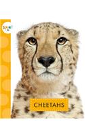 Cheetahs