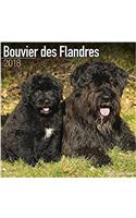 Bouvier Des Flandres Calendar 2018