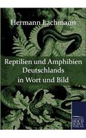 Reptilien und Amphibien Deutschlands in Wort und Bild
