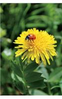 Ladybug and Dandelion Journal (Ladybird): 150 Page Lined Notebook/Diary
