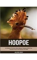 Hoopoe