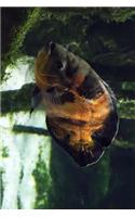 An Oscar Cichlid Fish Swimming Along Journal