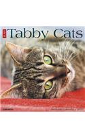 Just Tabby Cats 2020 Wall Calendar