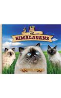 Hip Himalayans