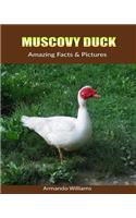 Muscovy Duck: Amazing Facts & Pictures