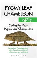 Pygmy Leaf Chameleons as Pets