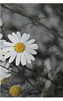 Chamomile Notebook: 150 lined pages, glossy softcover, 6 x 9