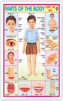 Part Of Body Chart (Size 70 X 100 Cms) Without Pvc Rollers Educational Chart Classroom Chart School Chart