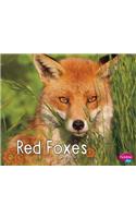 Red Foxes