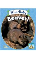 It's a Baby Beaver!