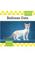 Balinese Cats