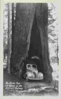 Vintage Journal Car Driving through Redwood