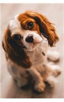 King Charles Spaniel Journal