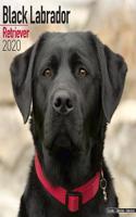 LABRADOR RETRIEVER BLACK W 2020